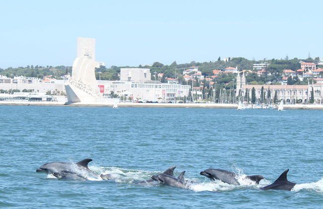 Dolphin Watching Cruise - Photo 5
